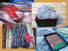 【一夜干し】松本海産